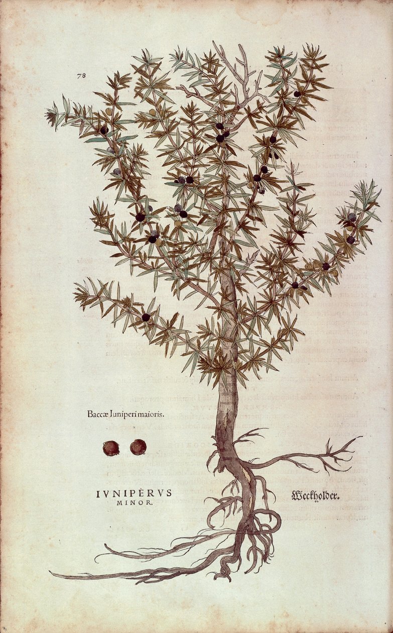 Almindelig Juniper - Juniperus communis (Juniperus minor) af Leonhart Fuchs fra De historia stirpium commentarii insignes (Notable Commentarars on the History of Plants) farvet gravering af Leonhard Fuchs