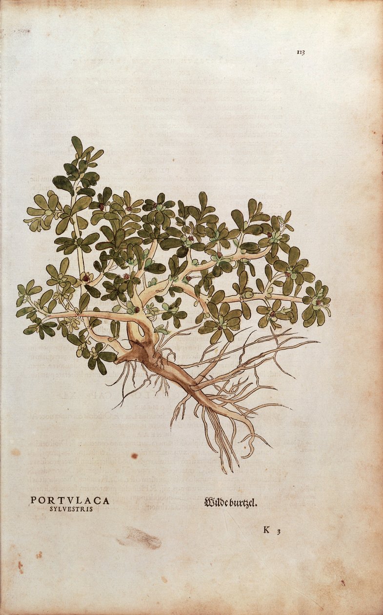 Almindelig portulak - Portulaca oleracea (Portulaca sylvestris) af Leonhart Fuchs fra De historia stirpium commentarii insignes (bemærkelsesværdige kommentarer om planternes historie), farvet stik. af Leonhard Fuchs
