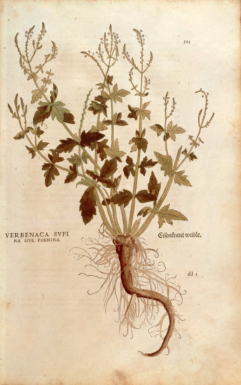 Almindelig Vervain eller Verbena - Verbena officinalis (Verbenaca supina sive femina) af Leonhart Fuchs fra De historia stirpium commentarii insignes (Notable Commentarars on the History of Plants) farvet gravering af Leonhard Fuchs