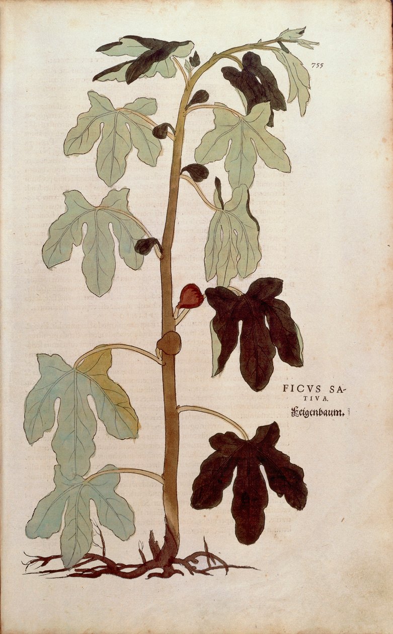 Almindelig figen - Ficus carica (Ficus sativa) af Leonhart Fuchs fra De historia stirpium commentarii insignes (bemærkelsesværdige kommentarer til planternes historie), farvet stik. af Leonhard Fuchs