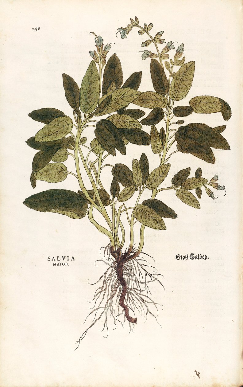 Common Sage - Salvia officinalis (Salvia Maior) af Leonhart Fuchs fra De Historia Stirpium Commentarii Insignes (bemærkelsesværdige kommentarer til planternes historie) Farvet gravering af Leonhard Fuchs