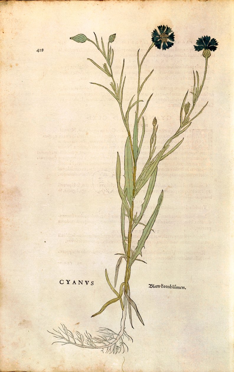 Kornblomst (Centaurea cyanus) af Leonhart Fuchs fra De historia stirpium commentarii insignes (Notable Commentarars on the History of Plants), farvet gravering af Leonhard Fuchs