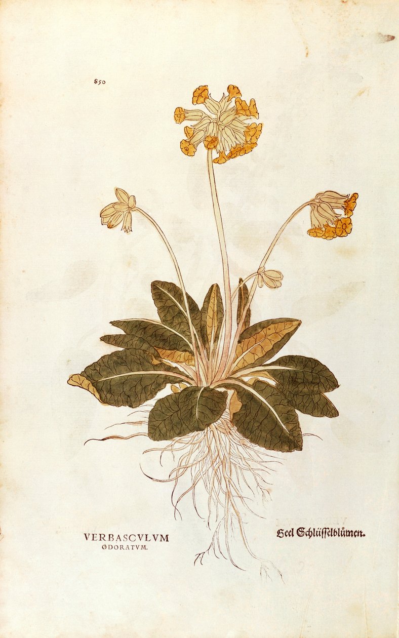 Koslip - Primula veris officinalis (Verbasculum odoratum) af Leonhart Fuchs fra De historia stirpium commentarii insignes (Notable Commentarars on the History of Plants), farvet gravering af Leonhard Fuchs