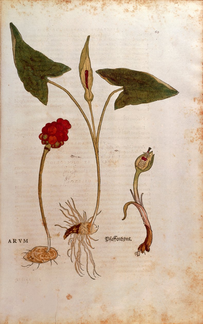 Cuckoo Pint eller Italian Lords-and-Ladies - Arum italicum (Arum) af Leonhart Fuchs fra De historia stirpium commentarii insignes (Notable Commentarars on the History of Plants), farvet gravering af Leonhard Fuchs