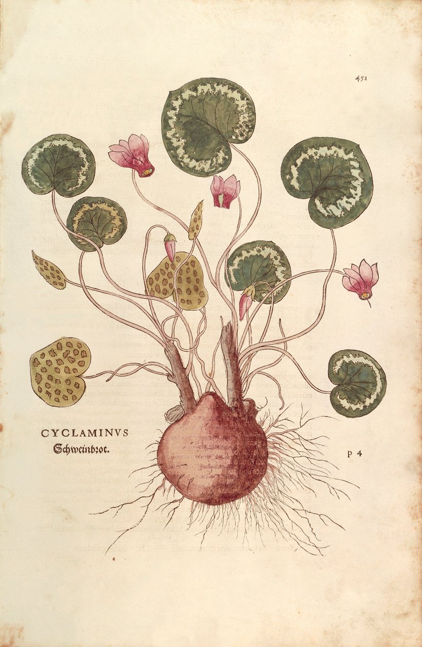 Cyclamen (Cyclaminus) af Leonhart Fuchs fra De historia stirpium commentarii insignes (Notable Commentarars on the History of Plants) farvet gravering af Leonhard Fuchs