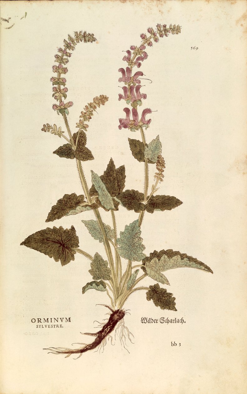 Dragonmouth (Horminum eller Orminum sylvestre) af Leonhart Fuchs fra De historia stirpium commentarii insignes (Notable Commentarars on the History of Plants), farvet gravering af Leonhard Fuchs