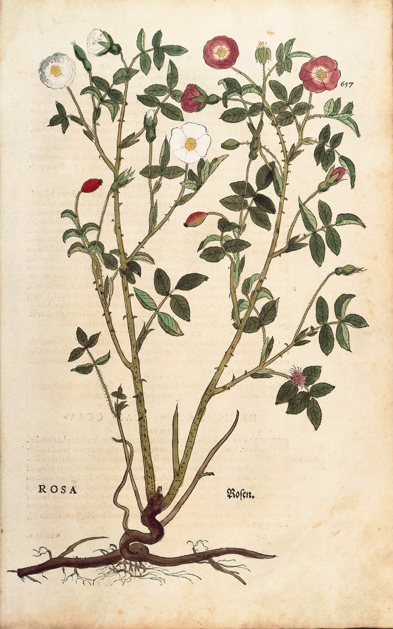 Stedsegrøn rose (Rosa sempervirens) af Leonhart Fuchs fra De historia stirpium commentarii insignes (Notable Commentarars on the History of Plants), farvet gravering af Leonhard Fuchs