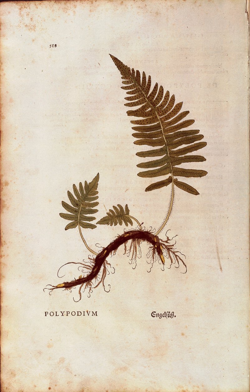 Bregne, almindelig polypodie (Polypodium vulgare) af Leonhart Fuchs fra De historia stirpium commentarii insignes (Notable Commentarars on the History of Plants) farvet gravering af Leonhard Fuchs