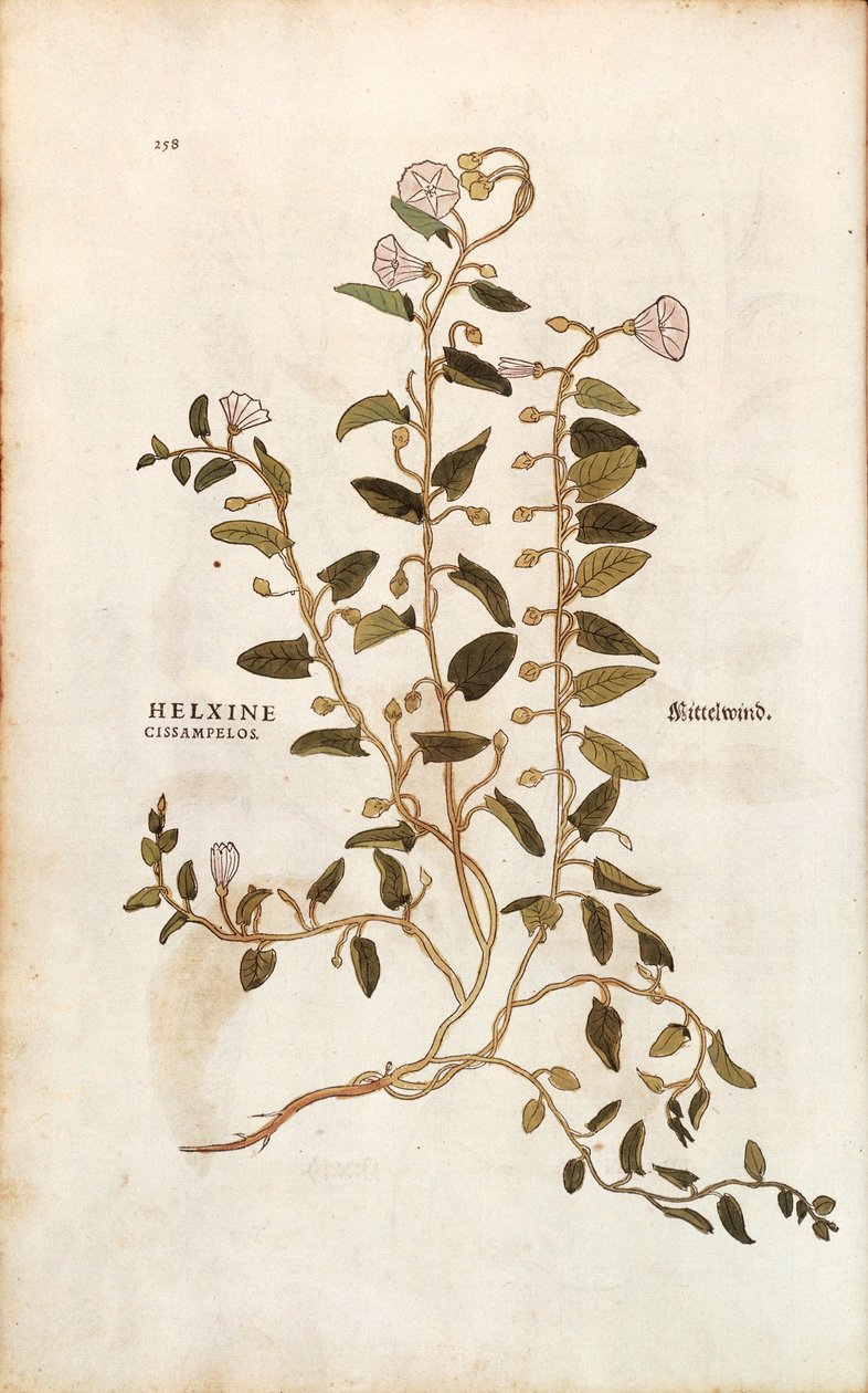 Markbindeved - Convolvulus arvensis (Helxine cissampelos) af Leonhart Fuchs fra De historia stirpium commentarii insignes (Notable Commentarars on the History of Plants) farvet gravering af Leonhard Fuchs