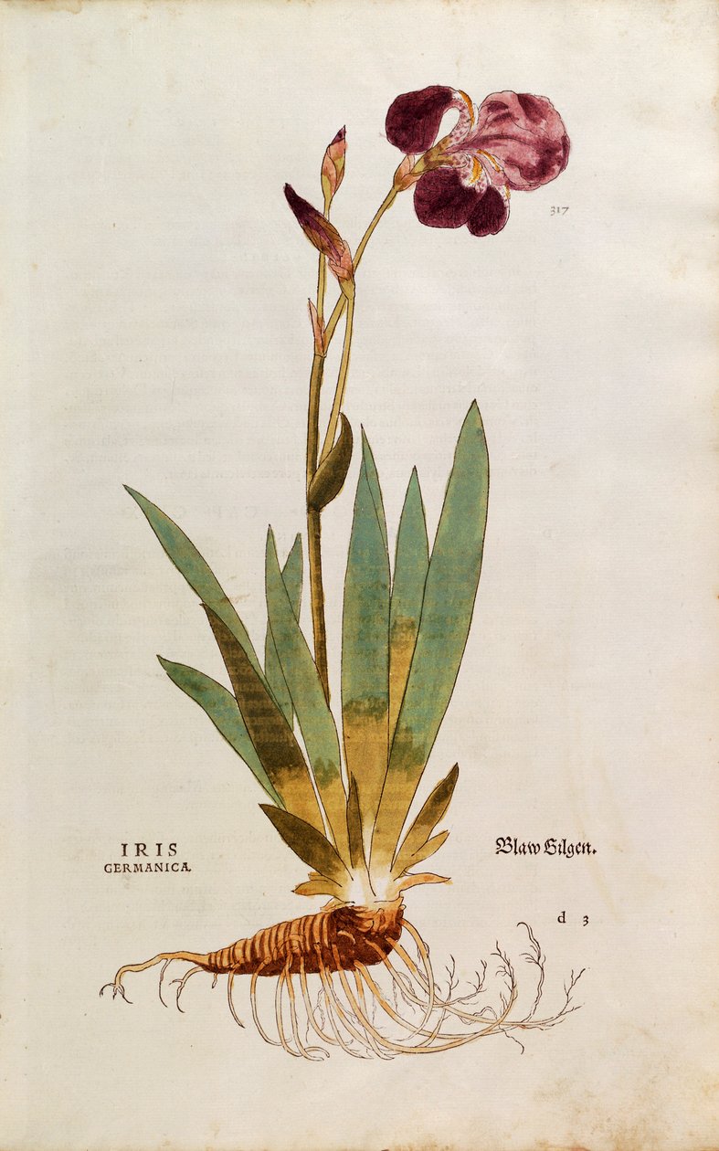 Tysk Iris - Iris florentina (Iris germanica) af Leonhart Fuchs fra De historia stirpium commentarii insignes (Notable Commentarars on the History of Plants), farvet gravering af Leonhard Fuchs