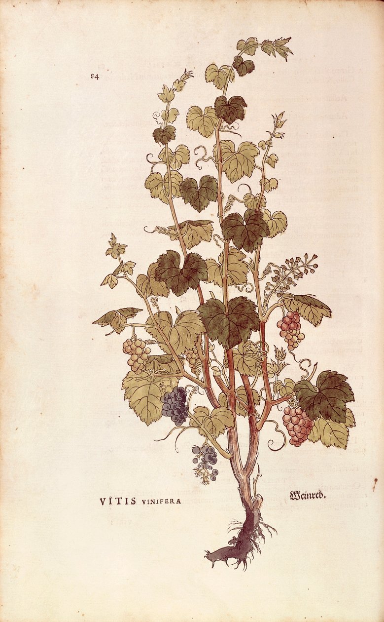Vindrue (Vitis vinifera) af Leonhart Fuchs fra De historia stirpium commentarii insignes (Notable Commentaries on the History of Plants), koloreret gravering af Leonhard Fuchs