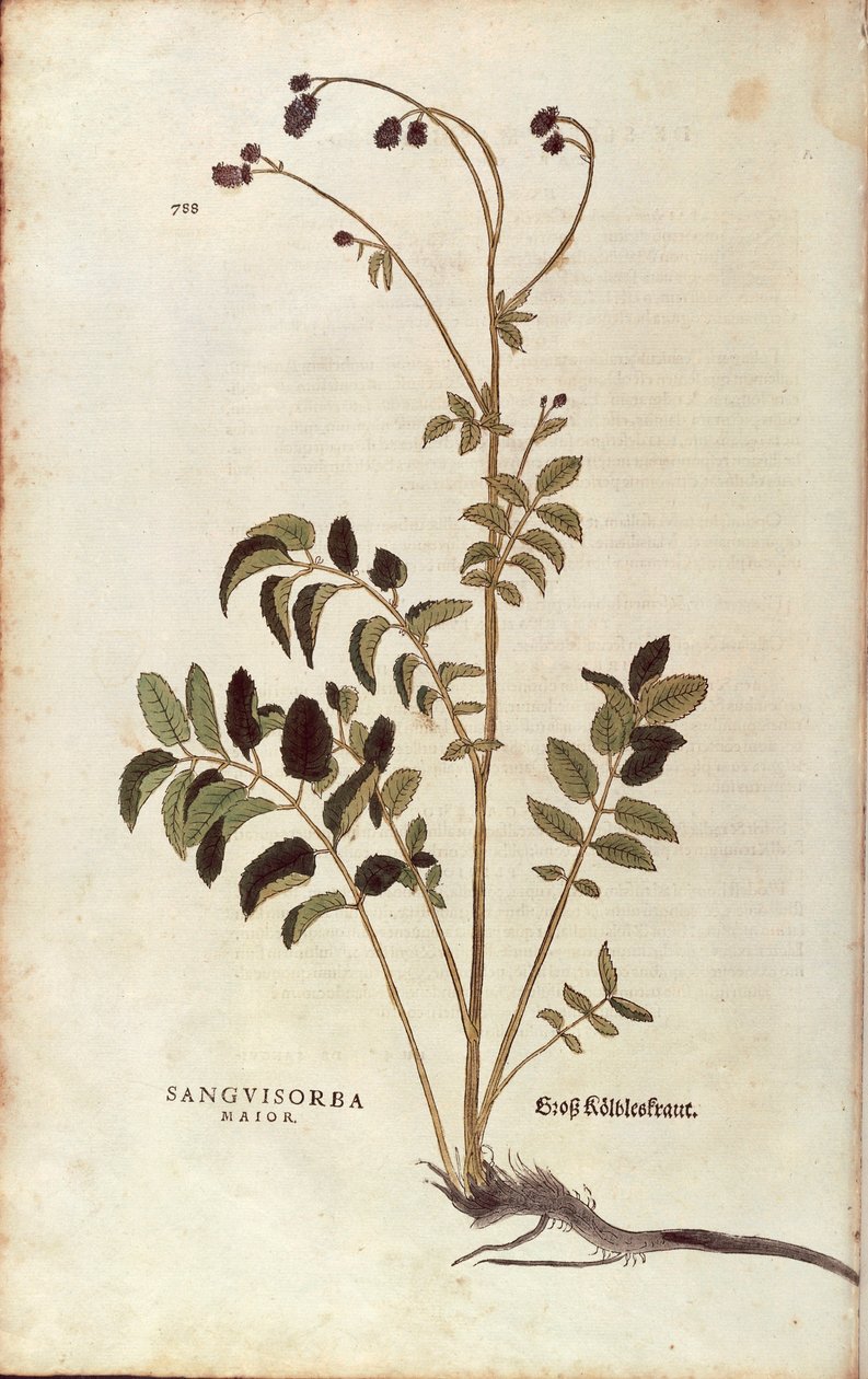 Stor pimpinelle - Sanguisorba officinalis (Sanguisorba major) af Leonhart Fuchs fra De historia stirpium commentarii insignes (Notable Commentaries on the History of Plants) farvelagt gravering af Leonhard Fuchs