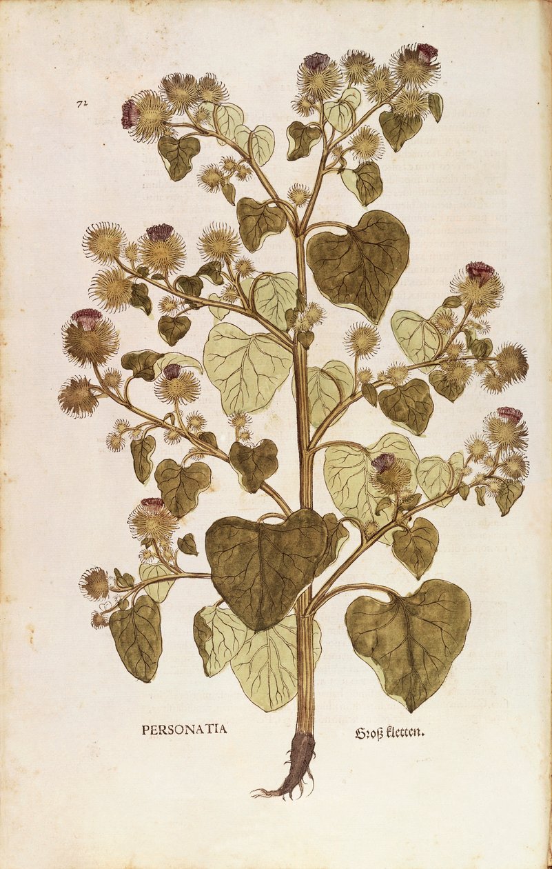 Greater Burdock - Arctium lappa (Personatia) af Leonhart Fuchs fra De historia stirpium commentarii insignes (Notable Commentarars on the History of Plants), farvet gravering af Leonhard Fuchs