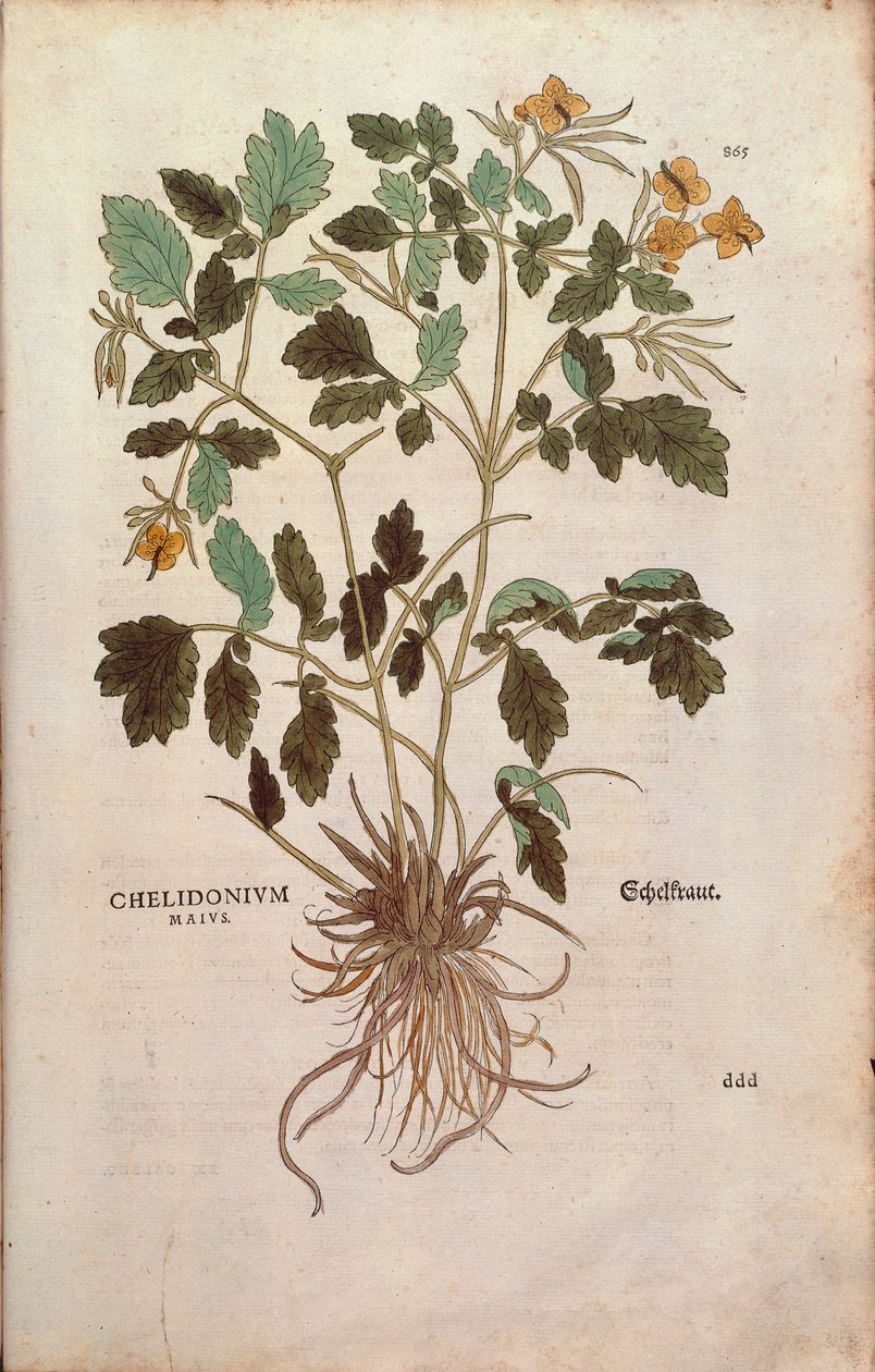 Størret celandine (Chelidonium majus) af Leonhart Fuchs fra De historia stirpium commentarii insignes (Notable Commentarars on the History of Plants) farvet gravering af Leonhard Fuchs
