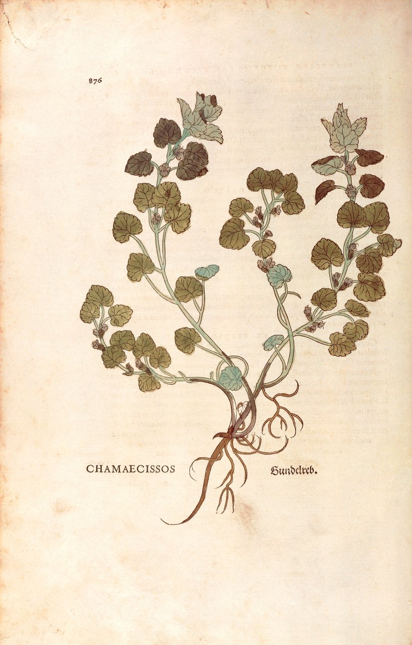 Jordvedbend - Glechoma hederacea (Chamaecissos) af Leonhart Fuchs fra De historia stirpium commentarii insignes (Notable Commentaries on the History of Plants), farvet gravering af Leonhard Fuchs
