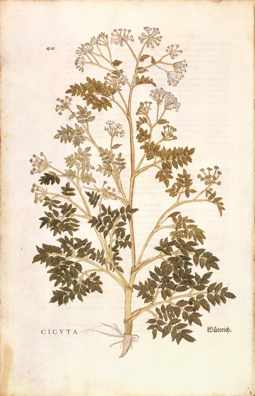 Hemlock - Conium maculatum (cicuta) af Leonhart Fuchs fra De Historia Stirpium Commentarii Insignes (bemærkelsesværdige kommentarer til planternes historie), farvet gravering af Leonhard Fuchs