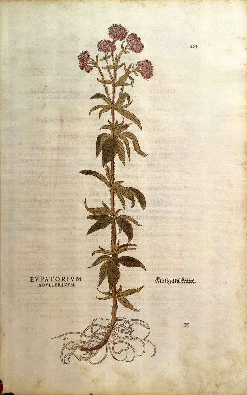 Hamp-agrimony - Eupatorium cannabinum (Eupatorium adulterinum) af Leonhart Fuchs fra De historia stirpium commentarii insignes (Notable Commentaries on the History of Plants), farvet gravering af Leonhard Fuchs