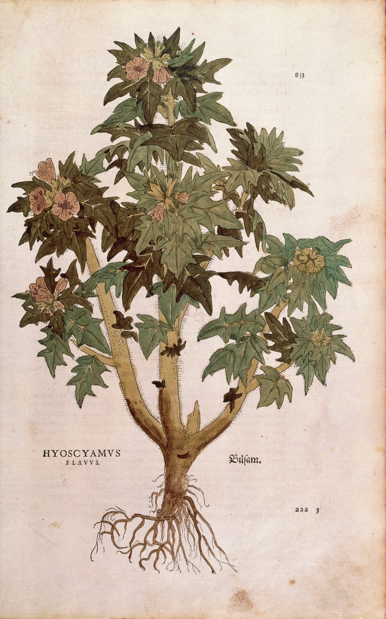 Henbane - Hyoscyamus niger (Hyoscyamus flavus) af Leonhart Fuchs fra De historia stirpium commentarii insignes (Notable Commentarars on the History of Plants) farvet gravering af Leonhard Fuchs