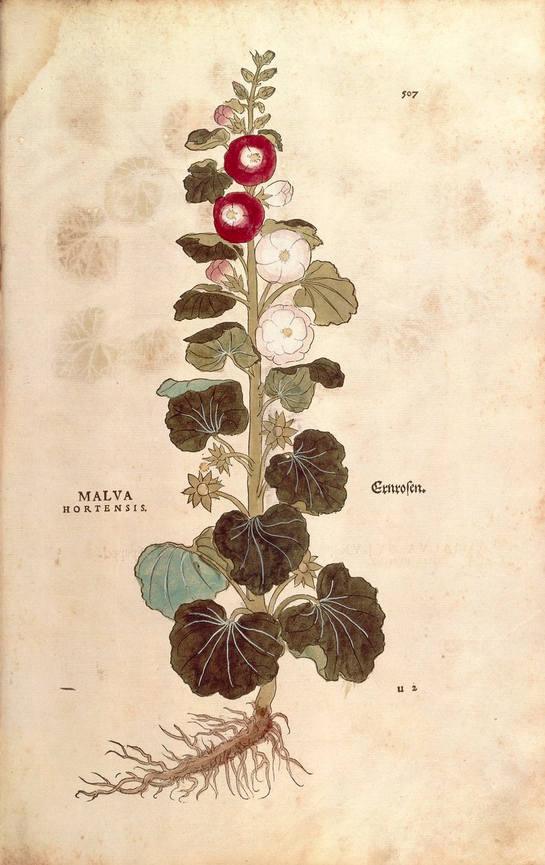 Stokrose - Malvaceae - Alcea (Malva hortensis) af Leonhart Fuchs fra De historia stirpium commentarii insignes (Notable Commentarars on the History of Plants) farvet gravering af Leonhard Fuchs