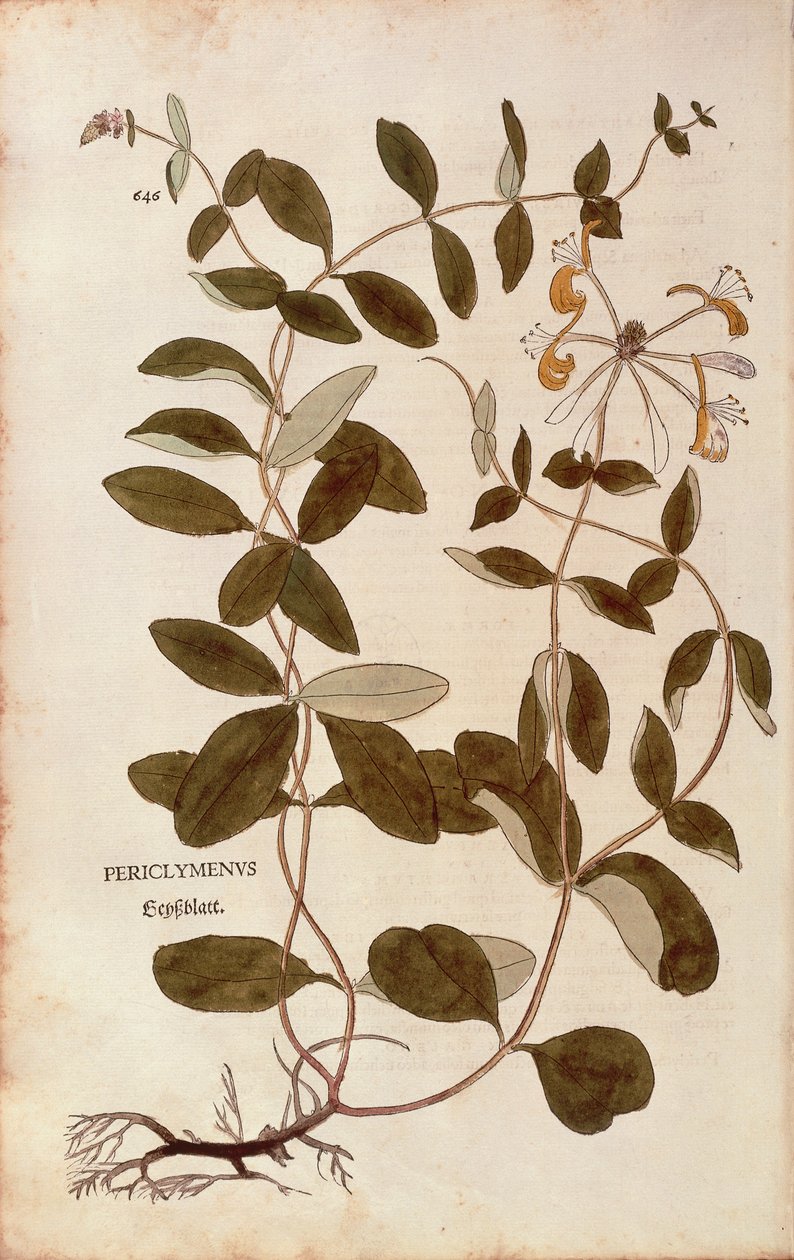 Honeysuckle (Lonicera periclymenum) af Leonhart Fuchs fra De historia stirpium commentarii insignes (Notable Commentarars on the History of Plants), farvet gravering af Leonhard Fuchs