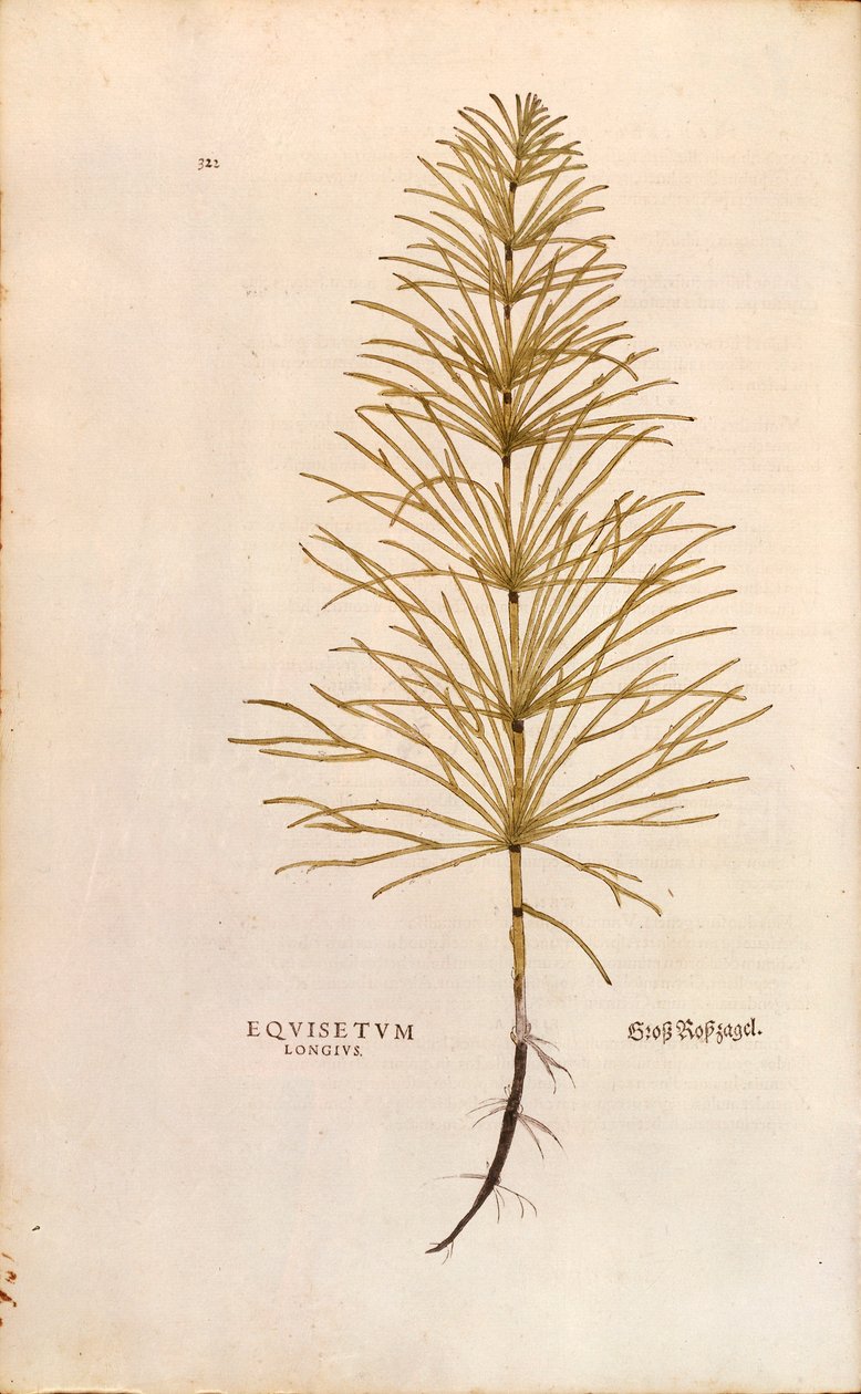 Hestehale - Equisetum arvense (Equisetum longius) af Leonhart Fuchs fra De historia stirpium commentarii insignes (Notable Commentaries on the History of Plants), farvestik af Leonhard Fuchs
