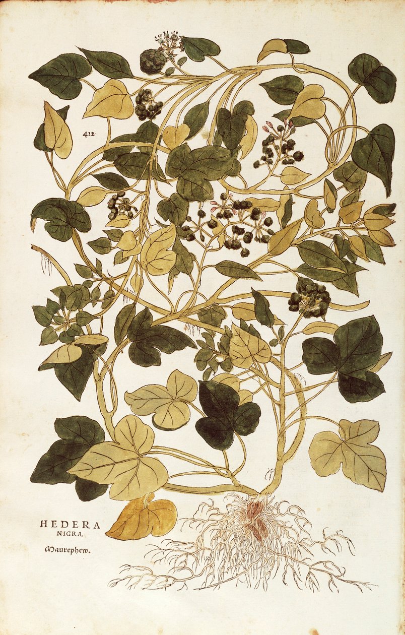 Ivy (Hedera helix nigra aurea) af Leonhart Fuchs fra De historia stirpium commentarii insignes (Notable Commentarars on the History of Plants), farvet gravering af Leonhard Fuchs