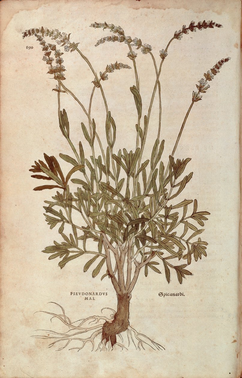 Lavendel - Lavandula spica (Pseudonardus mas) af Leonhart Fuchs fra De historia stirpium commentarii insignes (Notable Commentarars on the History of Plants), farvet gravering af Leonhard Fuchs