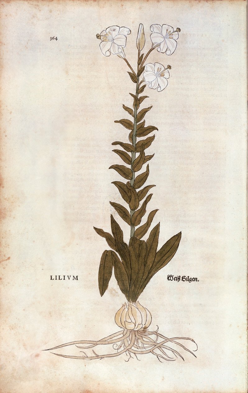 Lily (Lilium) af Leonhart Fuchs fra De historia stirpium commentarii insignes (Notable Commentarars on the History of Plants), farvet gravering af Leonhard Fuchs