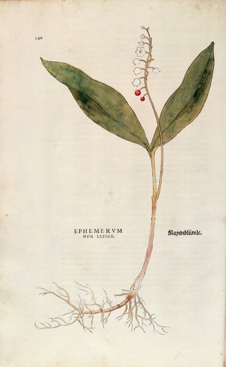 Liljekonval - Convallaria majalis (Non-lethal ephemerum) af Leonhart Fuchs fra De historia stirpium commentarii insignes (Notable Commentarars on the History of Plants), farvet gravering af Leonhard Fuchs