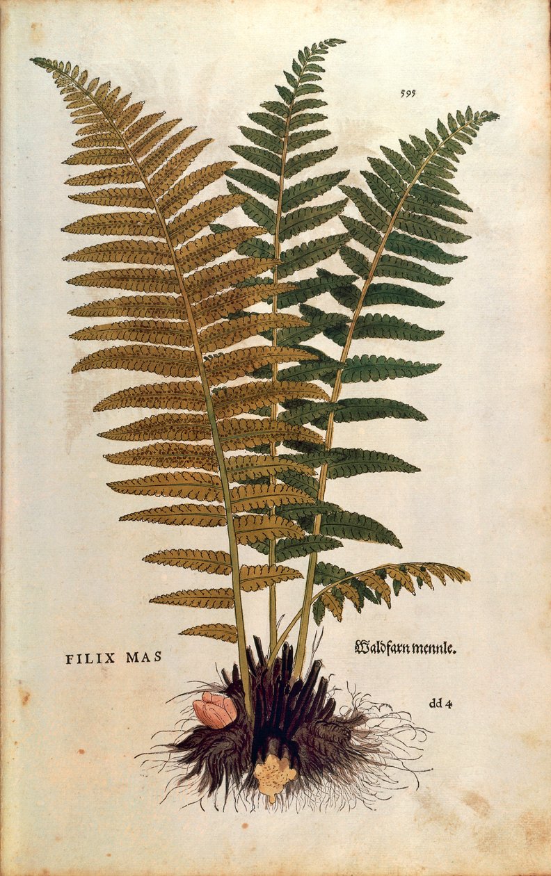 Hanbregne (Dryopteris filix-mas) af Leonhart Fuchs fra De historia stirpium commentarii insignes (Notable Commentaries on the History of Plants) farvet gravering af Leonhard Fuchs