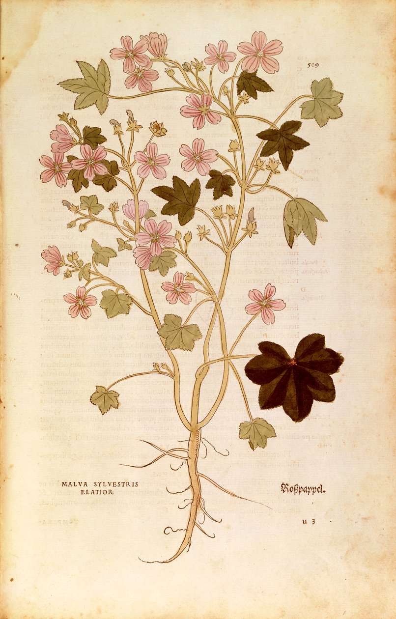 Mallow (Malva sylvestris elatior) af Leonhart Fuchs fra De historia stirpium commentarii insignes (Notable Commentarars on the History of Plants), farvet gravering af Leonhard Fuchs