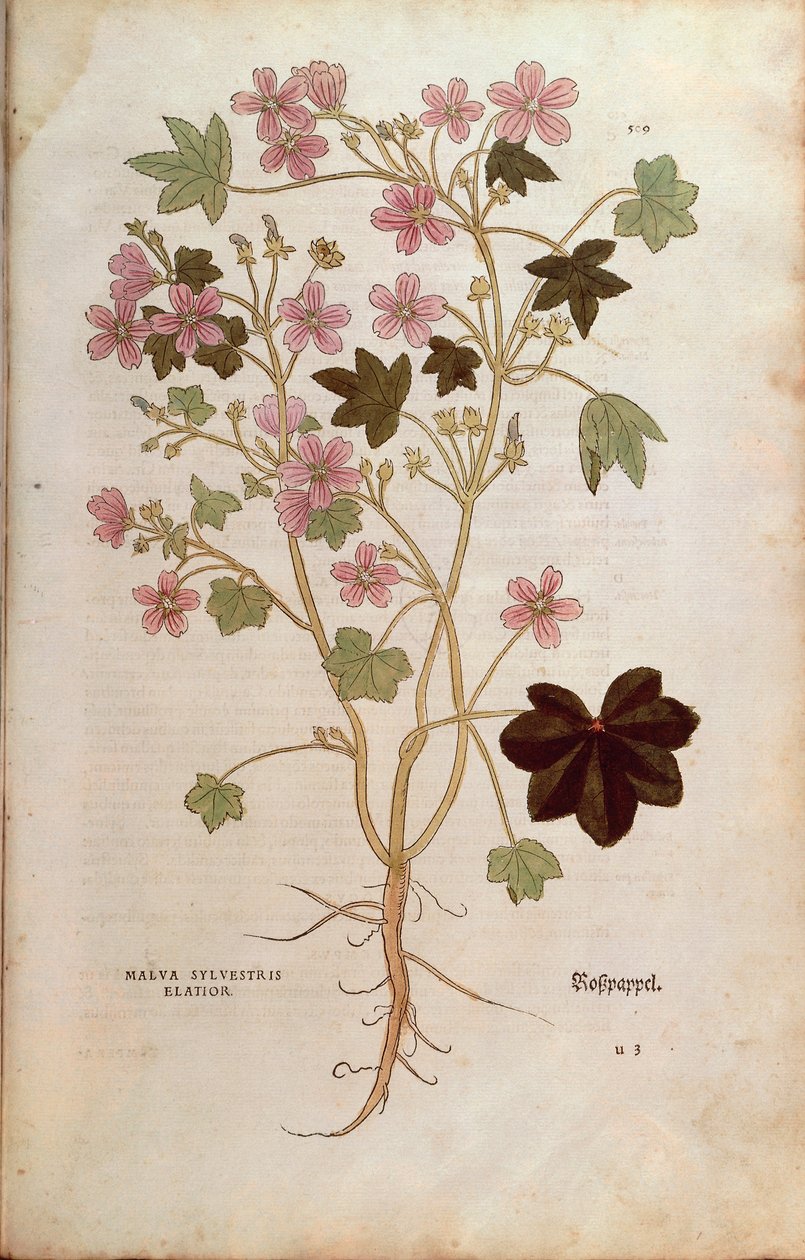 Mallow (Malva sylvestris elatior) af Leonhart Fuchs fra De historia stirpium commentarii insignes (Notable Commentarars on the History of Plants), farvet gravering af Leonhard Fuchs