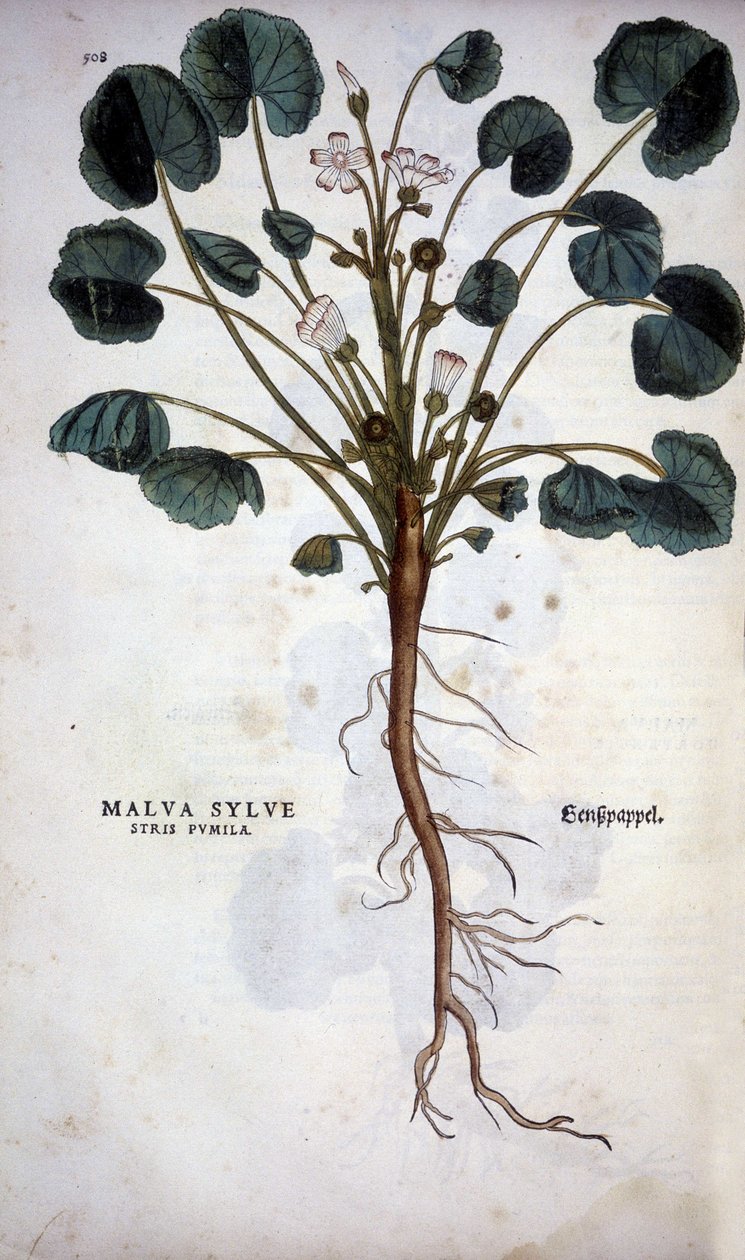 Malva Sylvestre (Great Purple) - i ""De Historia Stirpium insignia"" af Leonhart Fuchs af Leonhard Fuchs