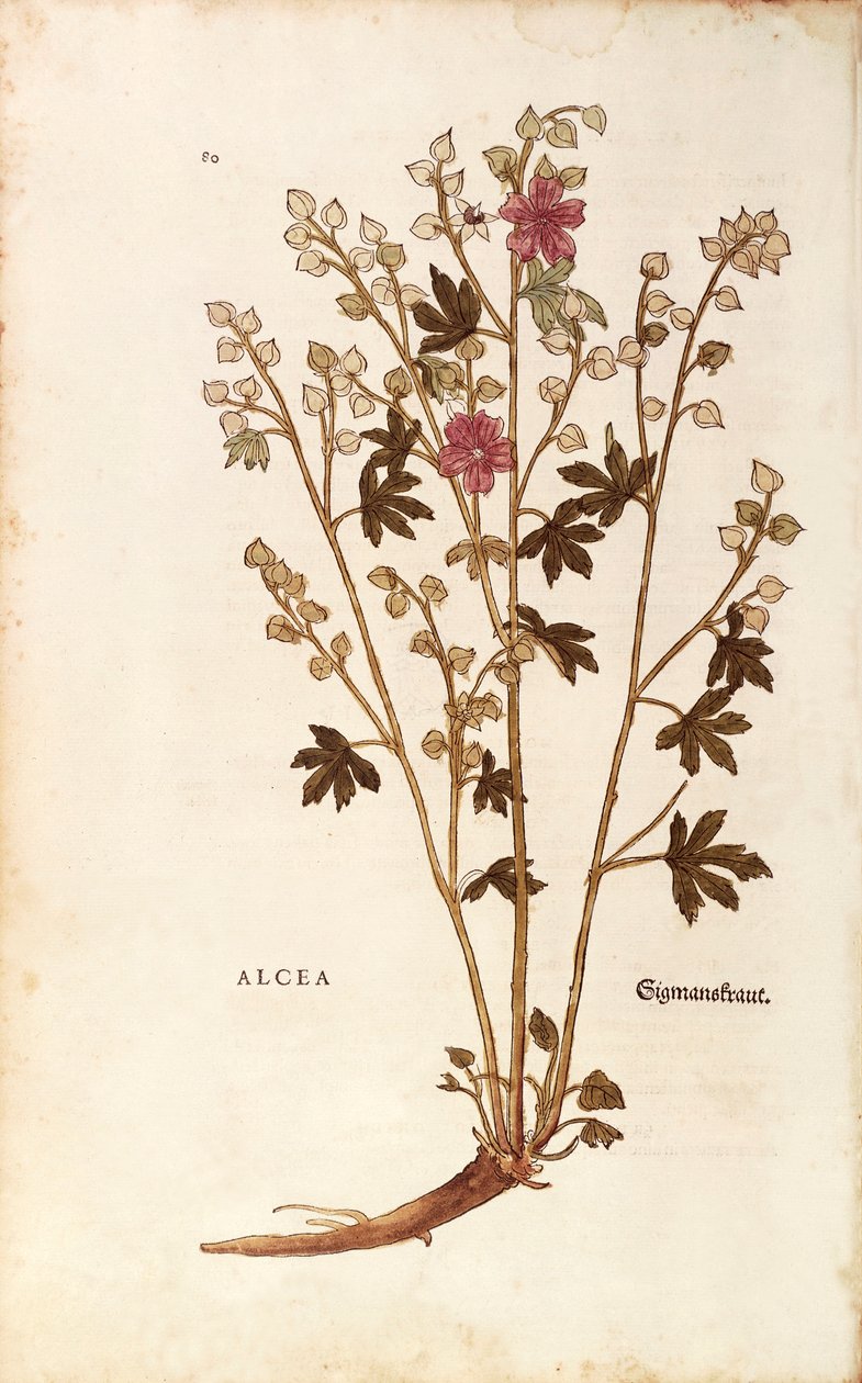 Skumfidus - Althaea af Leonhart Fuchs fra De historia stirpium commentarii insignes (Notable Commentaries on the History of Plants) farvet gravering af Leonhard Fuchs