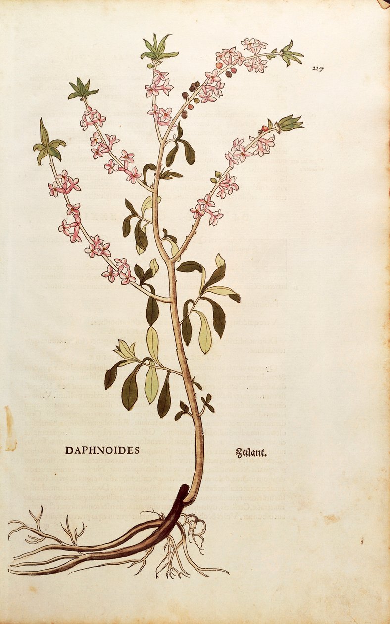 Mezereon - Daphne mezereum (Daphnoides) af Leonhart Fuchs fra De historia stirpium commentarii insignes (Notable Commentaries on the History of Plants), farvet gravering af Leonhard Fuchs