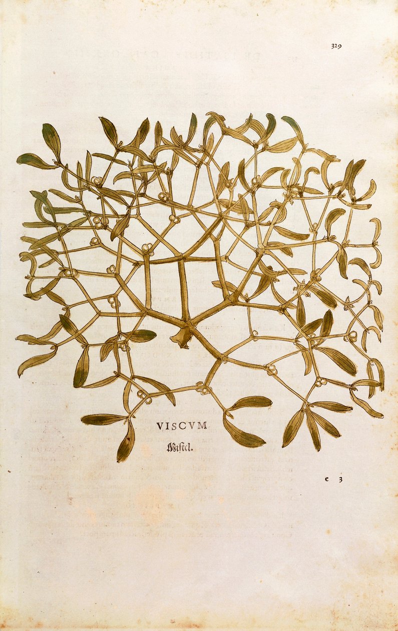 Mistelten (Viscum album) af Leonhart Fuchs fra De historia stirpium commentarii insignes (Notable Commentaries on the History of Plants) farvelagt gravering af Leonhard Fuchs