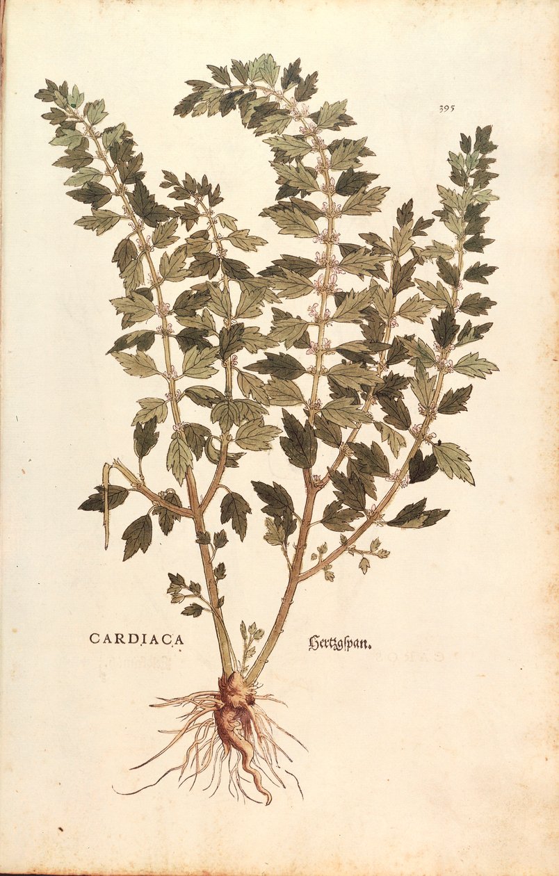 Motherwort (Leonurus cardiaca) af Leonhart Fuchs fra De historia stirpium commentarii insignes (Notable Commentarars on the History of Plants) farvet gravering af Leonhard Fuchs