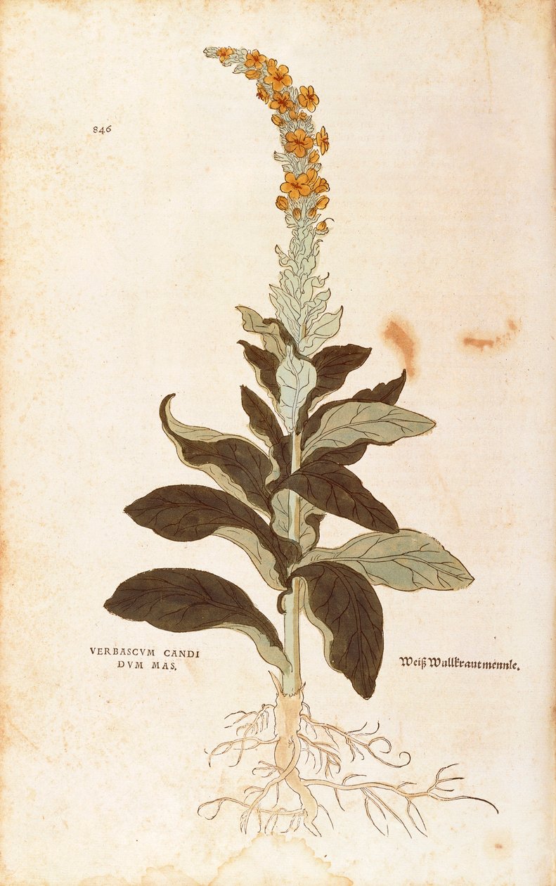 Mullein - Verbascum Thapsus (Verbasco candidum mas) af Leonhart Fuchs fra De historia stirpium commentarii insignes (Notable Commentarars on the History of Plants), farvet gravering af Leonhard Fuchs
