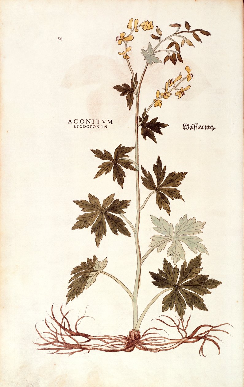 Northern Wolfsbane (Aconitum lycoctonum) af Leonhart Fuchs fra De historia stirpium commentarii insignes (Notable Commentarars on the History of Plants), farvet gravering af Leonhard Fuchs