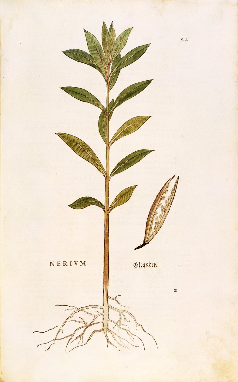 Oleander (Nerium oleander) af Leonhart Fuchs fra De historia stirpium commentarii insignes (Notable Commentarars on the History of Plants), farvet gravering af Leonhard Fuchs