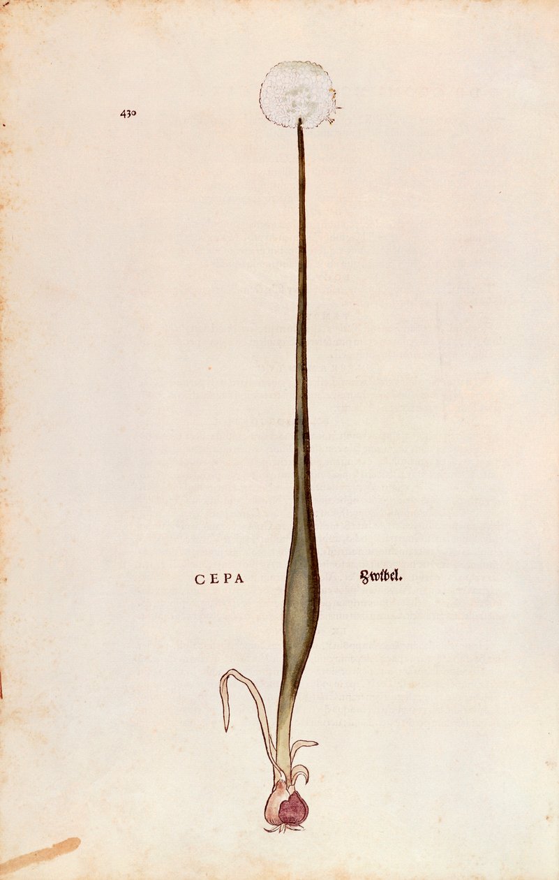Løg (Allium cepa) af Leonhart Fuchs fra De historia stirpium commentarii insignes (Notable Commentarars on the History of Plants), farvet gravering af Leonhard Fuchs