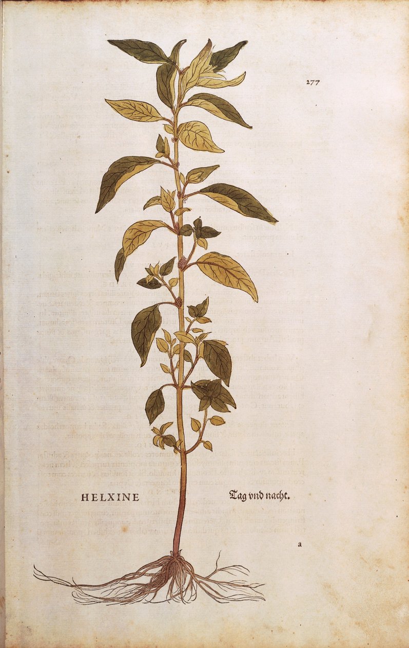 Pellitory-of-the-wall eller lichwort - Parietaria officinalis (Helxine) af Leonhart Fuchs fra De historia stirpium commentarii insignes (Notable Commentarars on the History of Plants) farvet gravering af Leonhard Fuchs