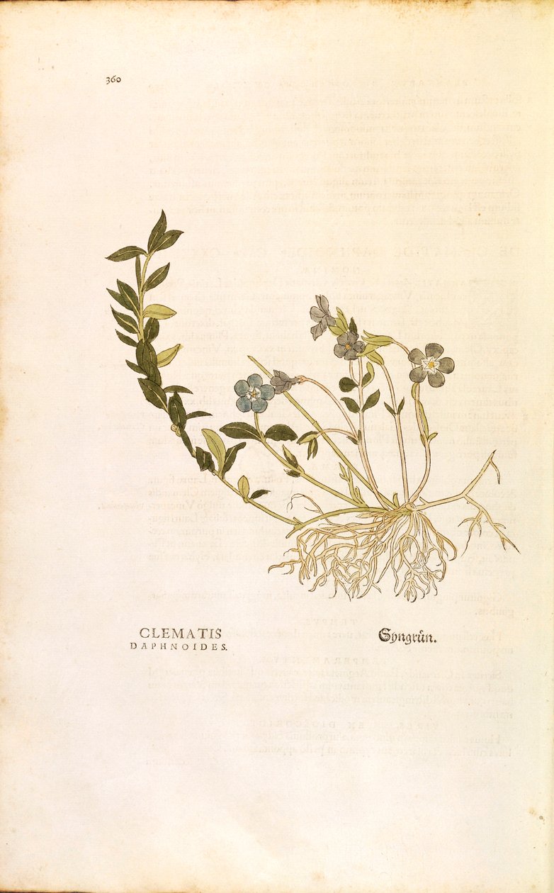 Periwinkle - Vinca minor (Clematis daphnoides) af Leonhart Fuchs fra De historia stirpium commentarii insignes (Notable Commentarars on the History of Plants), farvet gravering af Leonhard Fuchs
