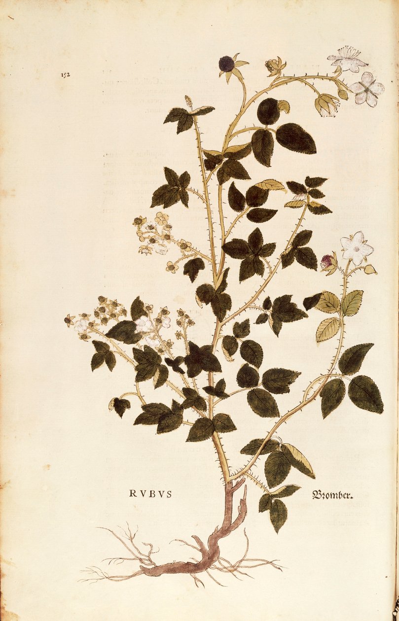 Tallerken: Dewberry (Rubus) af Leonhart Fuchs fra De historia stirpium commentarii insignes (Notable Commentarars on the History of Plants), farvet gravering af Leonhard Fuchs
