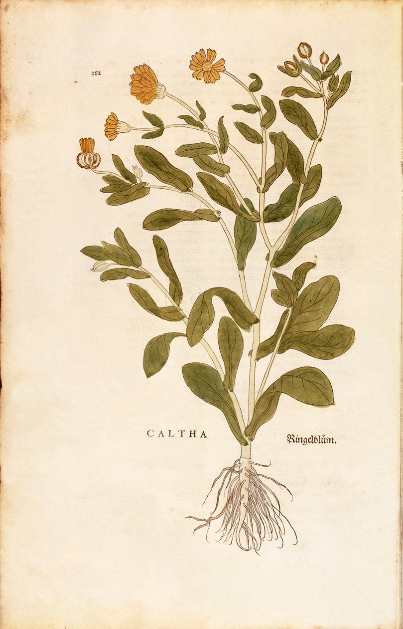 Potte morgenfrue - Calendula officinalis (Caltha) af Leonhart Fuchs fra De historia stirpium commentarii insignes (Notable Commentarars on the History of Plants) farvet gravering af Leonhard Fuchs
