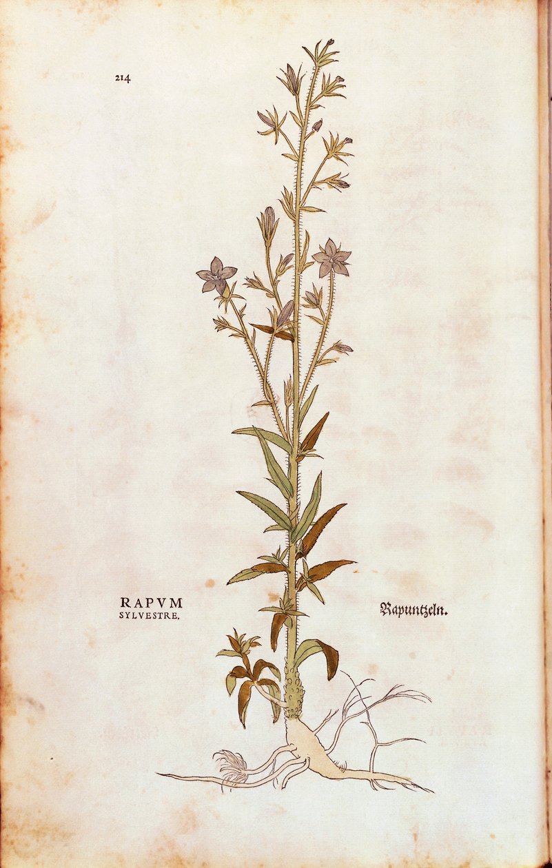 Rampion klokkeblomst - Campanula rapunculus (Rapum sylvestre) af Leonhart Fuchs fra De historia stirpium commentarii insignes (Notable Commentarars on the History of Plants) farvet gravering af Leonhard Fuchs