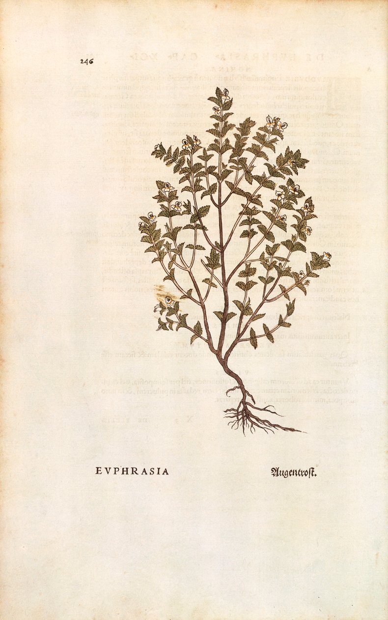 Rød øjentrøst (Euphrasia officinalis) af Leonhart Fuchs fra De historia stirpium commentarii insignes (Notable Commentarars on the History of Plants) farvet gravering af Leonhard Fuchs