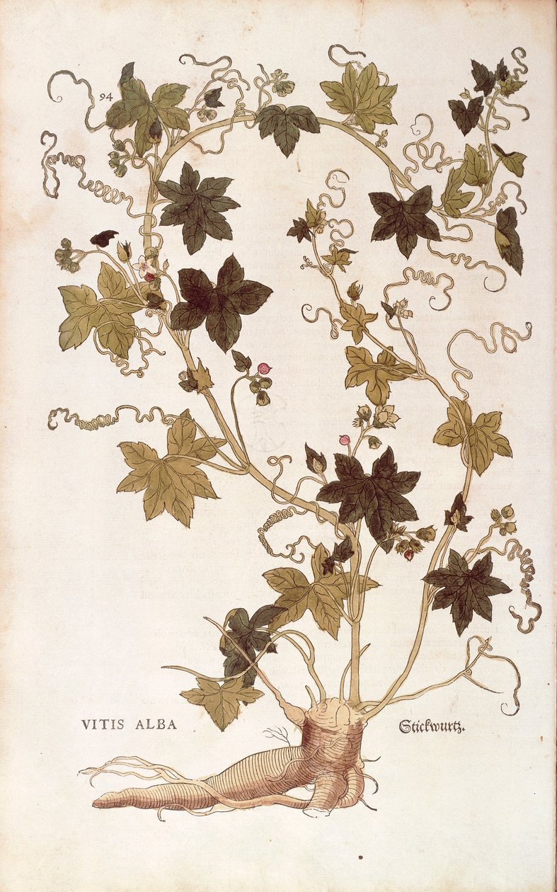Rød bryony - Bryonia dioica (Vitis alba) af Leonhart Fuchs fra De historia stirpium commentarii insignes (Notable Commentaries on the History of Plants), farvet gravering af Leonhard Fuchs