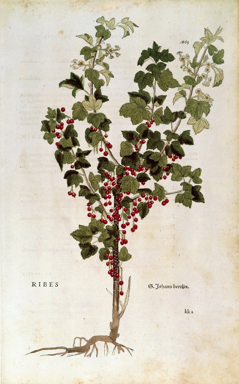 Røde ribs (Ribes rubrum) af Leonhart Fuchs fra De historia stirpium commentarii insignes af Leonhard Fuchs