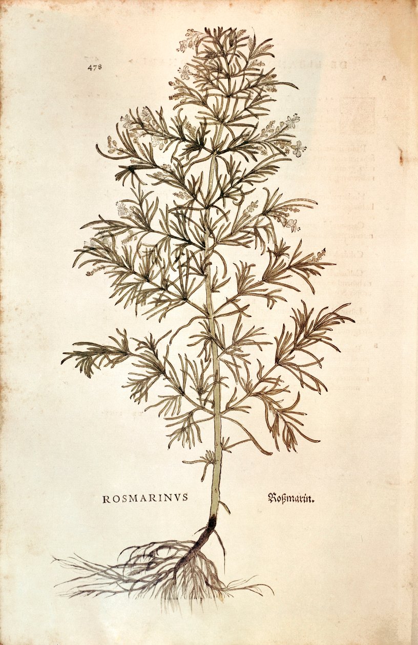 Rosmarin, Rosmarinus Officinalis (Rosmarinus). farvet gravering af Leonhard Fuchs
